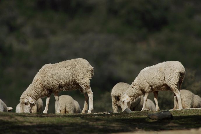 Ovejas pastando en el campo.