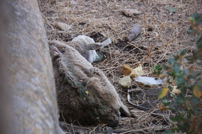 Archivo - Una de las ovejas en la finca.
