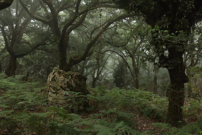 Archivo - Imágenes del Bosque de Niebla del Parque Natural de Los Alcornocales, a 18 de julio de 2024, en Algeciras, Cádiz, (Andalucía, España). 