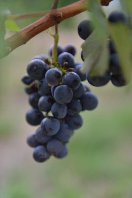 La bodega Otazu comienza una vendimia "histórica" recolectando por primera vez la variedad recuperada Berués