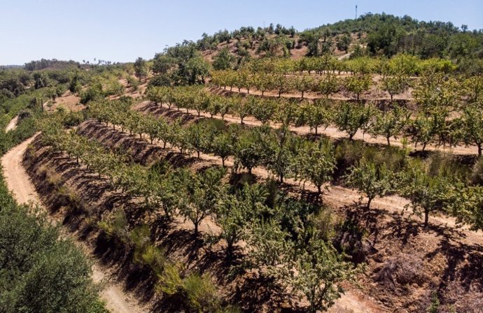 Greenpeace denuncia que la agricultura familiar "peligra" y pide una ley que apoye a pequeños agricultores.