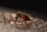 Foto: La OMS lanza un plan mundial para luchar contra el aumento del dengue y otras enfermedades por el mosquito Aedes