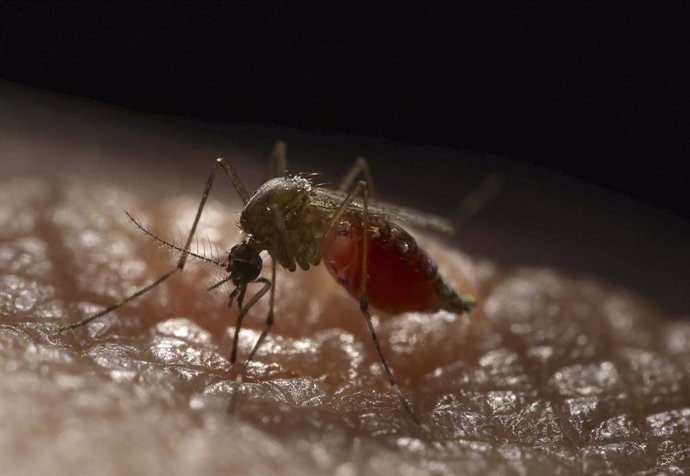 Archivo - Imagen de archivo del mosquito Aedes.