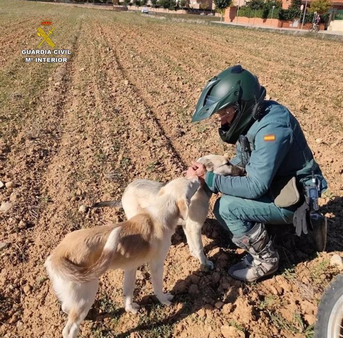 Agente de la Guardia Civil con dos perros