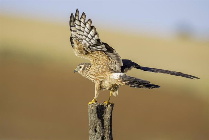 Ejemplar de Aguilucho cenizo.