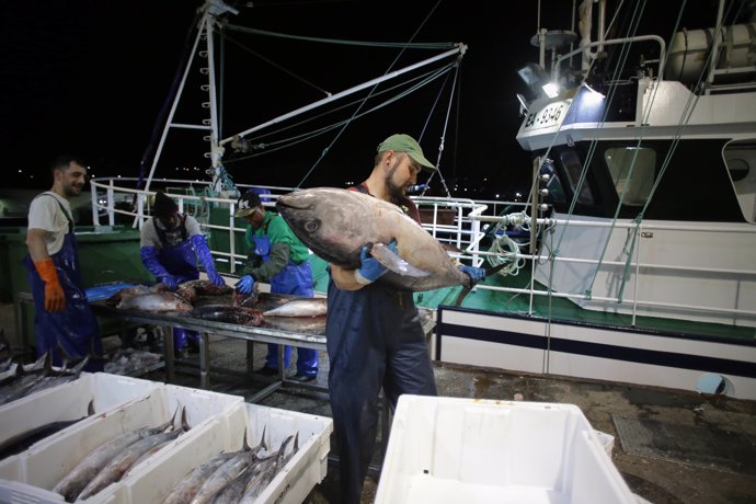 Los marineros del barco y los trabajadores de la lonja descargan las piezas del túnido durante una descarga de bonito en el Puerto de Burela, a 15 de junio de 2023, en Burela, Lugo, Galicia (España).