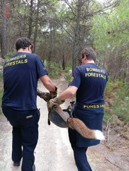 Bomberos forestales rescatan a un animal