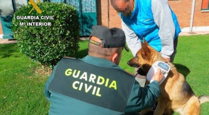 La 'Operación Can' de la Guardia Civil agosto-septiembre identificó a 1.265 perros en CyL, 78 de ellos sin microchip.