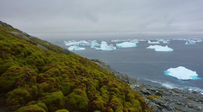 Latam.-Ciencia.-La Península Antártica reverdece un ritmo alarmante