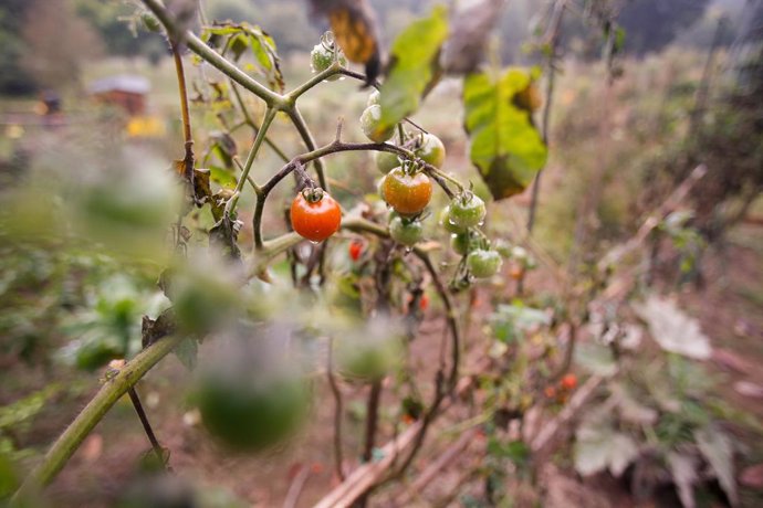 Tomates, a 21 de septiembre de 2024, en Lugo, Galicia (España). El otoño 2024 comienza en el hemisferio norte mañana, 22 de septiembre. Esta estación durará aproximadamente 89 días y 21 horas, terminando el 21 de diciembre con el comienzo del invierno.