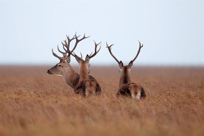 Ciervos en el Parque Nacional de Doñana.