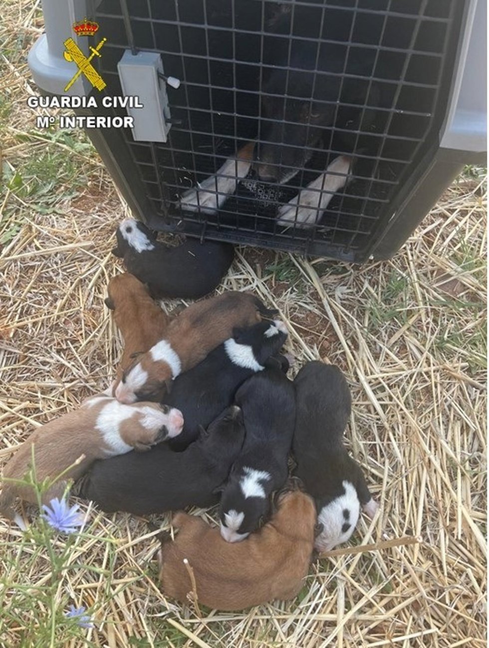 Perra rescatada por la Guardia Civil en Alcubillas y sus nueve cachorros