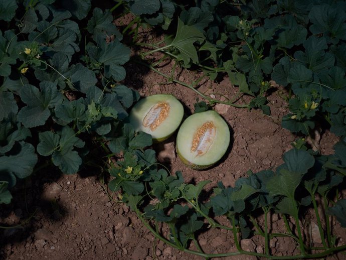 Archivo - Un melón partido por la mitad tras ser recogido de la planta, a 20 de julio de 2023, en Alcázar de San Juan, Ciudad Real, Castilla-La Mancha (España). La escasa oferta de melones y sandías ha hecho que suba el precio de estas frutas típicas del 