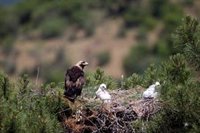 La población de águila imperial andaluz supera su máximo histórico y deja de estar en "inminente" peligro de extinción