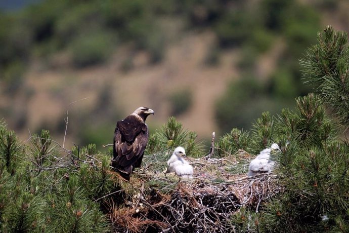 La población de águila imperial andaluz supera su máximo histórico y deja de estar en "inminente peligro de extinción"