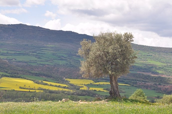 Camp català