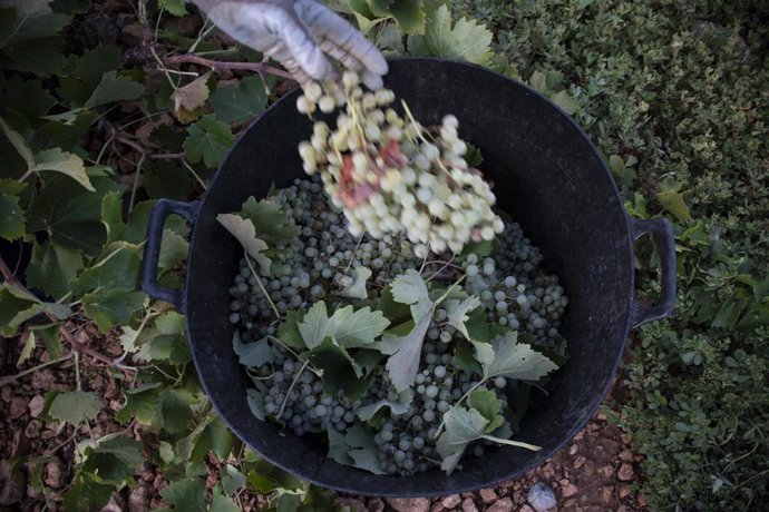 Archivo - Un trabajador de la vendimia sostiene un racimo de uvas verdes recién cortado y lo introduce en un cubo de plástico para que sean posteriormente trasladadas durante el inicio de la época de vendimia.