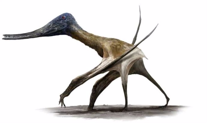 Los pterosaurios de cola corta, como este Balaenognathus, estaban adaptados a la vida en el suelo.