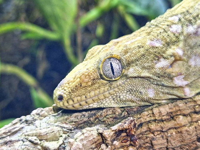 Gecko gigante