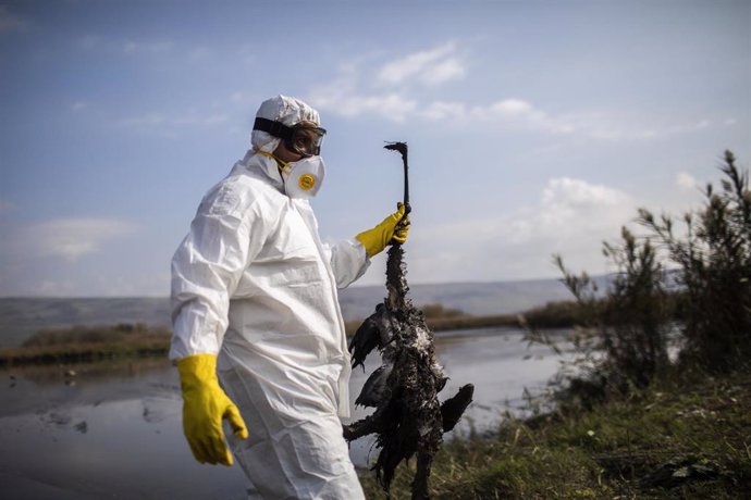 Archivo - Trabajadores del Ministerio de Agricultura de Israel en labores de contención del virus durante un brote en el país.