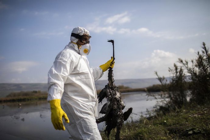 Archivo - 02 January 2022, Israel, Hula Valley: A worker of the Ministry of Agriculture removes a crane bird that died following an outbreak of bird flu from a lake in the Hula Valley. Photo: Ilia Yefimovich/dpa
