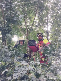 Bomberos rescatan a un gato que permaneció tres días en la copa de un árbol en Villacarriedo