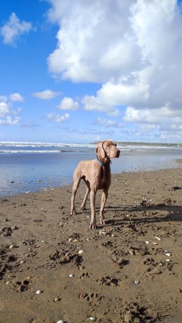 Perro en la playa de Salinas en invierno.