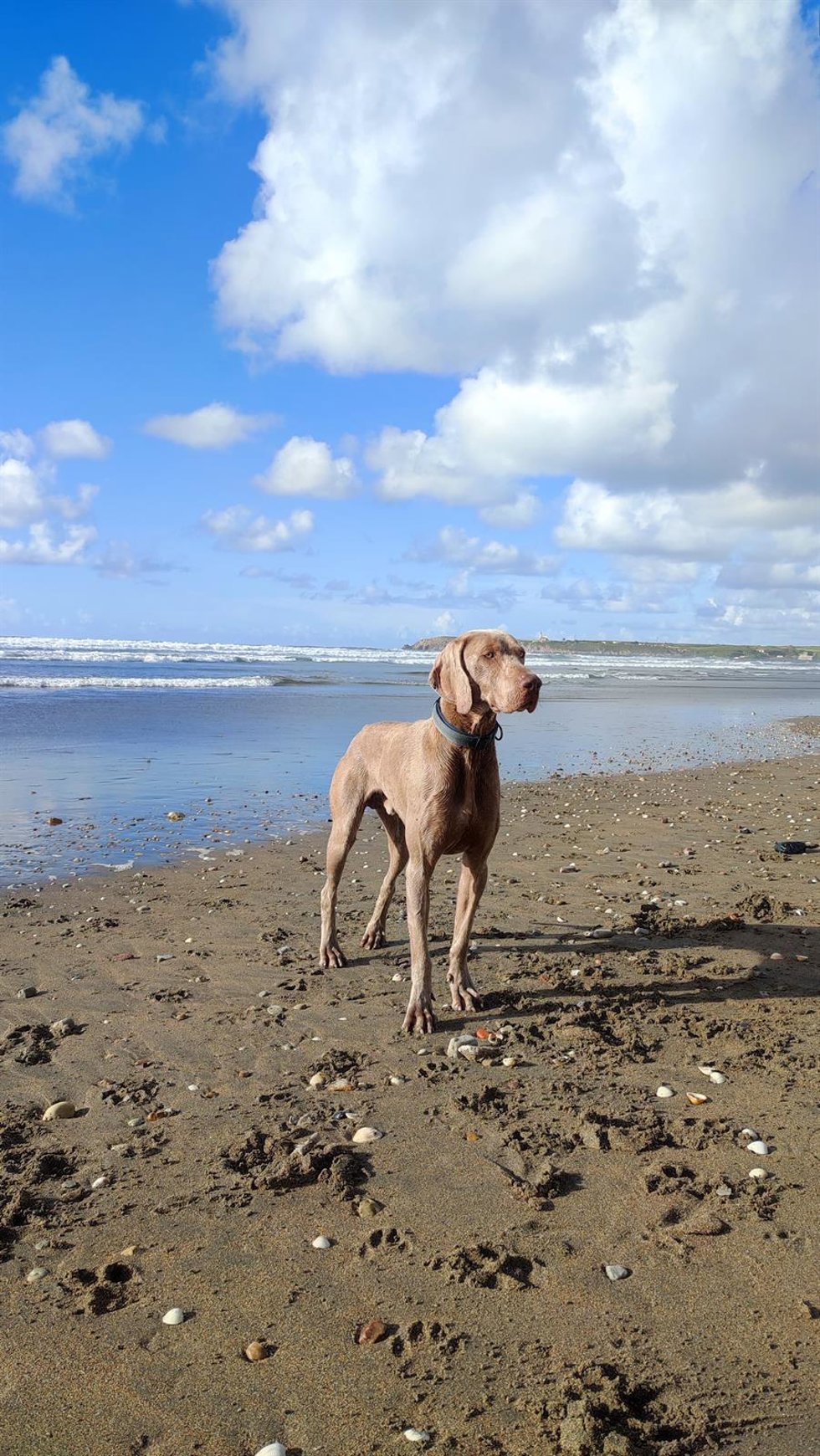 Perro en la playa de Salinas en invierno.