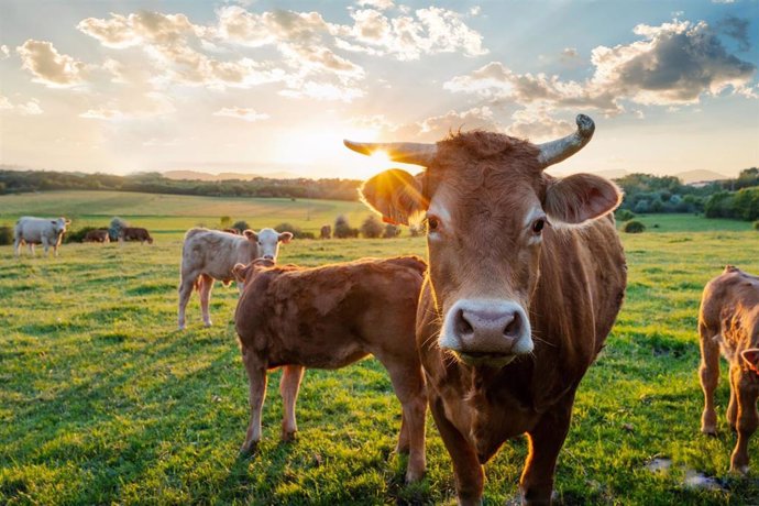 Imagen de archivo de ganado, vacas.