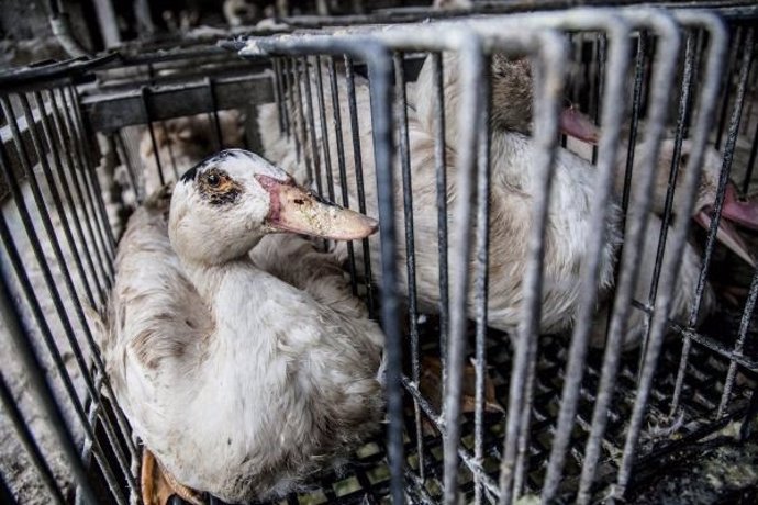 Igualdad Animal entregará más de 100.000 firmas el martes en el Congreso contra la alimentación forzada de patos.