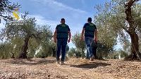 Cuatro detenidos por robar 5.000 kilos de aceitunas en una finsca de Alcuéscar