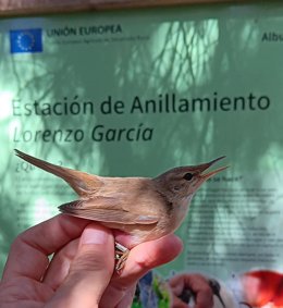 Jornada de anillamiento en la Estación de Anillamiento Lorenzo García