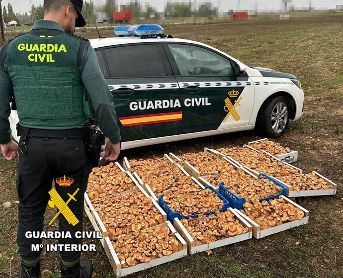 La Guardia Civil de Burgos interviene 137 kilos de níscalos recolectados de forma irregular.