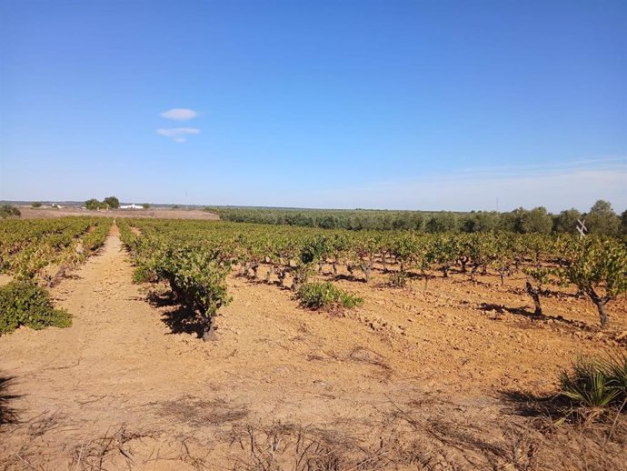 Imagen de viñedos tradicionales de secano en el entorno de Doñana (Huelva).