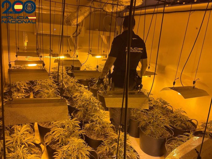 Detenido un hombre por una plantación de marihuana en un piso recuperado en Palma tras una ocupación