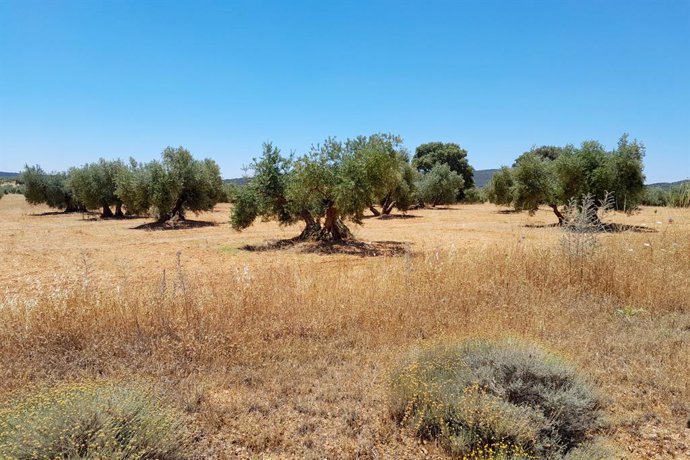 Archivo - Producción olivarera en Campo de Montiel.