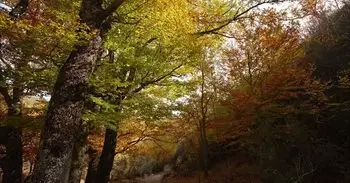 El espectacular bosque de hayas cerca de Madrid para visitar en otoño al que sólo se puede acceder por sorteo