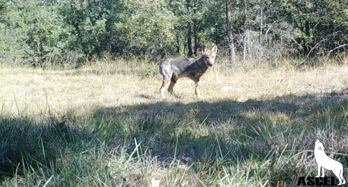 Lobo