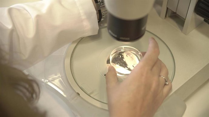 Proceso de reproducción asistida.