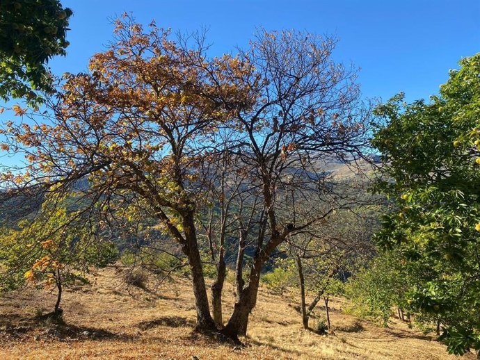 Vista de un castaño.