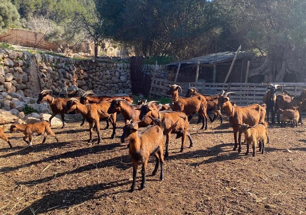 Agricultura confirma 78 focos de lengua azul en Baleares