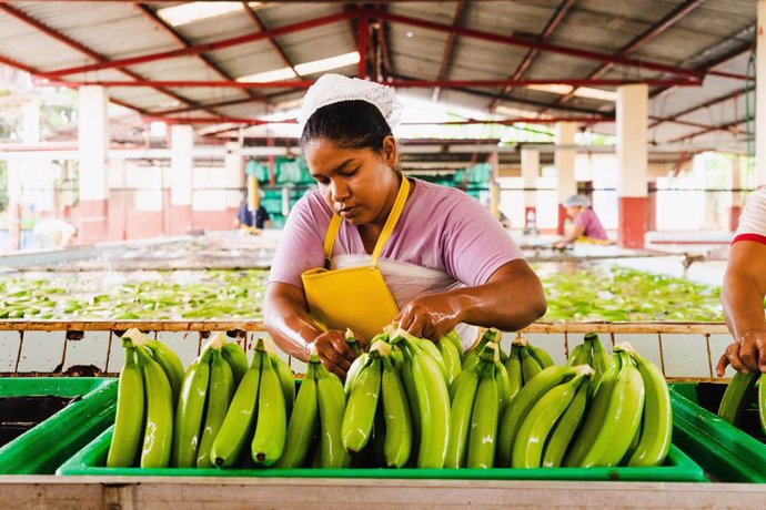 Planta de limpieza platano