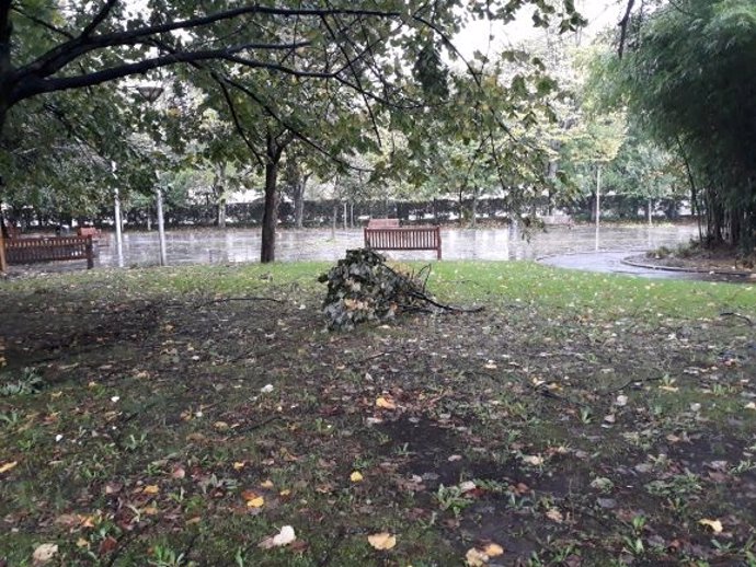 Archivo - Ramas caídas por el temporal en un parque de San Sebastián