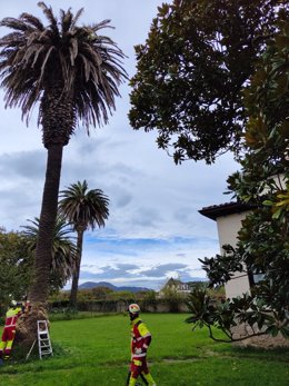 Bomberos de Cantabria talan una palmera con riesgo de caída sobre vivienda en Laredo