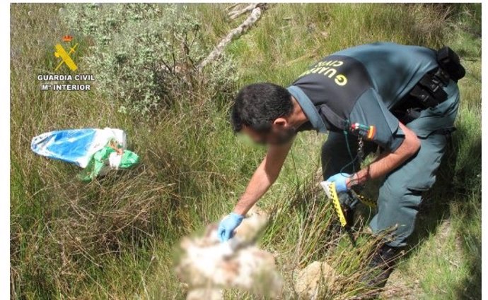 Archivo - Un agente de la Guardia Civil investiga un delito de maltrato animal.