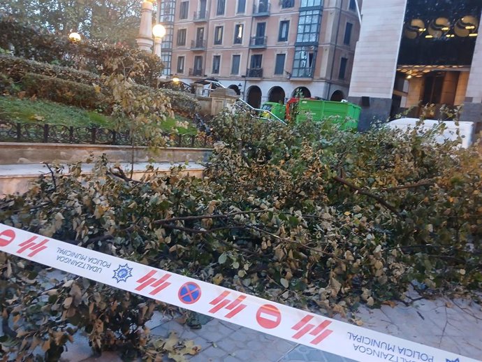 Ramas caídas en Bilbao.