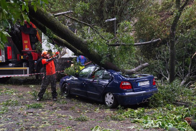 Varias personas trabajan en la recogida de un árbol caído sobre un coche en el campus universitario, a 9 de octubre de 2024, en Santiago de Compostela, A Coruña, Galicia (España).