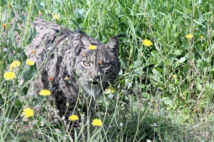 Lince ibérico