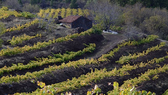 Vino La Palma