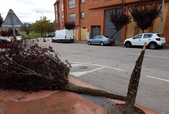 Caída de árboles en la calle Las Casas de Soria